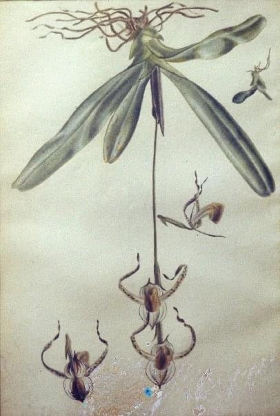 ORCHIDS, Sarawak, 1955