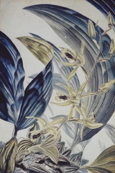 ORCHIDS, Sarawak, 1955