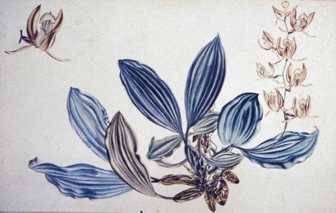 ORCHIDS, Sarawak, 1955