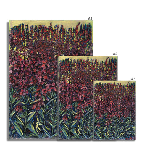 WILLOW HERB Hahnemühle German Etching Print